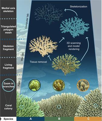 Quantitative three-dimensional morphological analysis supports species discrimination in complex-shaped and taxonomically challenging corals